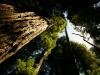 tall redwoods